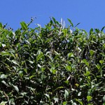 hecke-schneiden-heckenschnitt